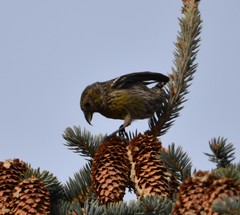 Loxia leucoptera