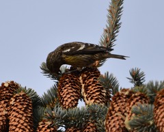 Loxia leucoptera
