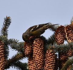 Loxia leucoptera