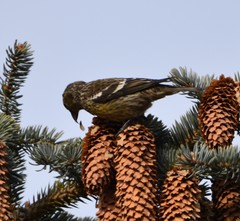 Loxia leucoptera