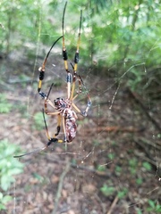 Trichonephila clavipes image