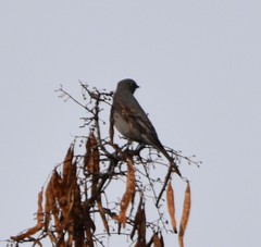 Myadestes townsendi