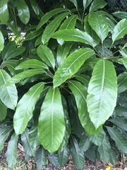 Heptapleurum actinophyllum