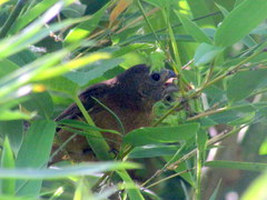 Cyanoloxia glaucocaerulea