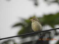 Dicaeum erythrorhynchos