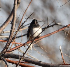 Junco hyemalis