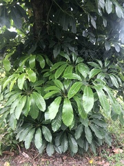 Heptapleurum actinophyllum