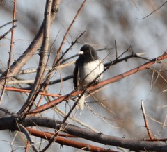 Junco hyemalis