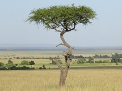 Balanites aegyptiaca