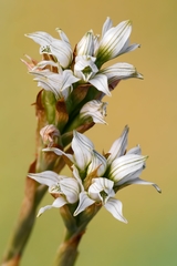 Chloraea philippii