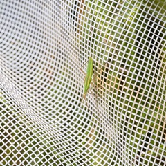 Megaloceroea recticornis