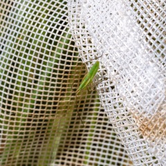 Megaloceroea recticornis