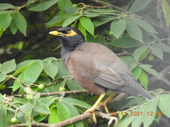 Acridotheres tristis