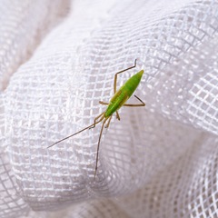 Megaloceroea recticornis