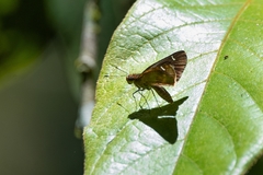 Hesperiidae