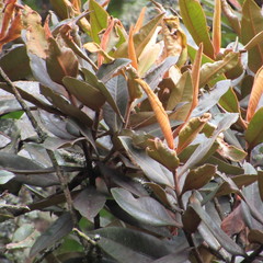 Ocotea caesariata