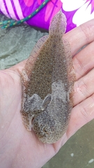 Speckled Sole photo 5