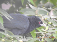 Eudynamys scolopaceus