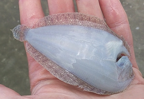 Speckled sole (Peltorhamphus latus) — Pleuronectidae — 3