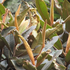 Ocotea caesariata