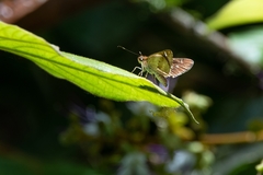 Hesperiidae