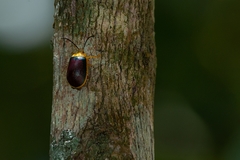 Paranaita bilimbata