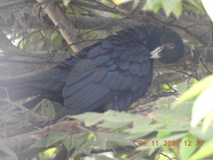 Eudynamys scolopaceus