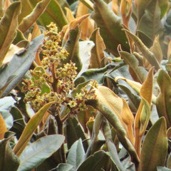 Ocotea caesariata