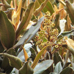 Ocotea caesariata