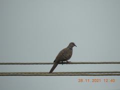 Streptopelia chinensis