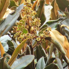 Ocotea caesariata