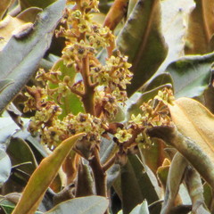 Ocotea caesariata
