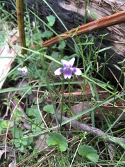 Viola eminens