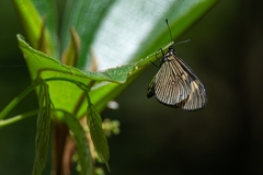 Actinote