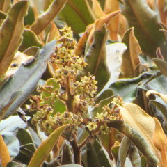 Ocotea caesariata