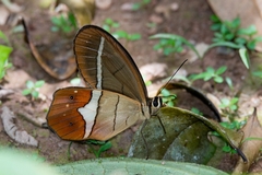 Pierella nereis