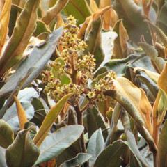 Ocotea caesariata