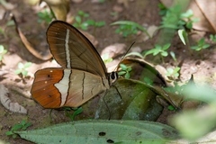 Pierella nereis