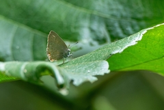 Contrafacia catharina