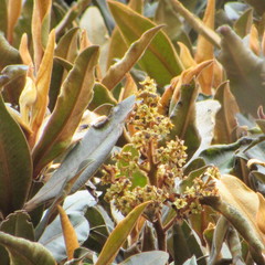 Ocotea caesariata