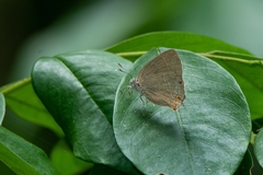 Contrafacia catharina