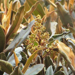 Ocotea caesariata