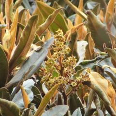 Ocotea caesariata
