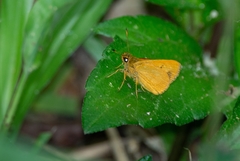 Anthoptus epictetus