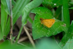 Anthoptus epictetus