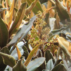 Ocotea caesariata
