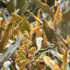 Ocotea caesariata