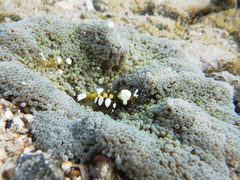 Ancylocaris brevicarpalis