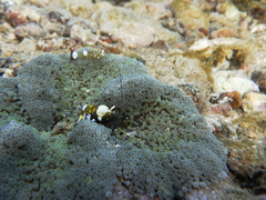 Ancylocaris brevicarpalis