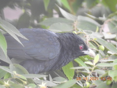 Eudynamys scolopaceus